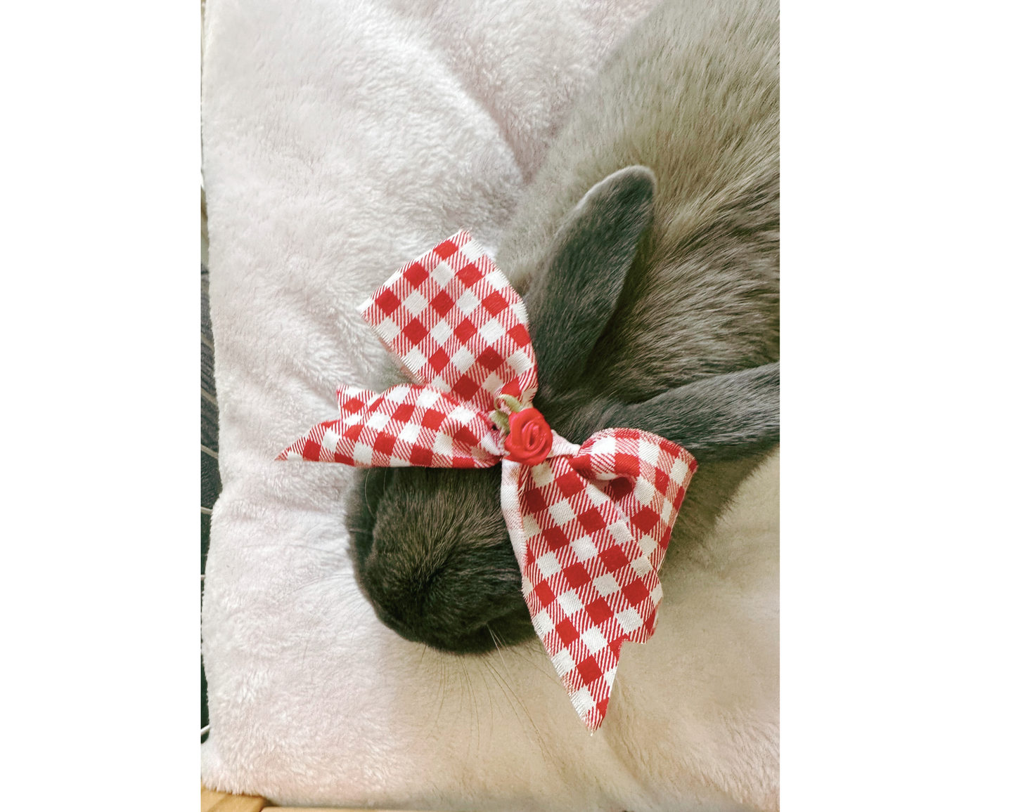 Pet Accessory Bow - Summer in Seoul Collection